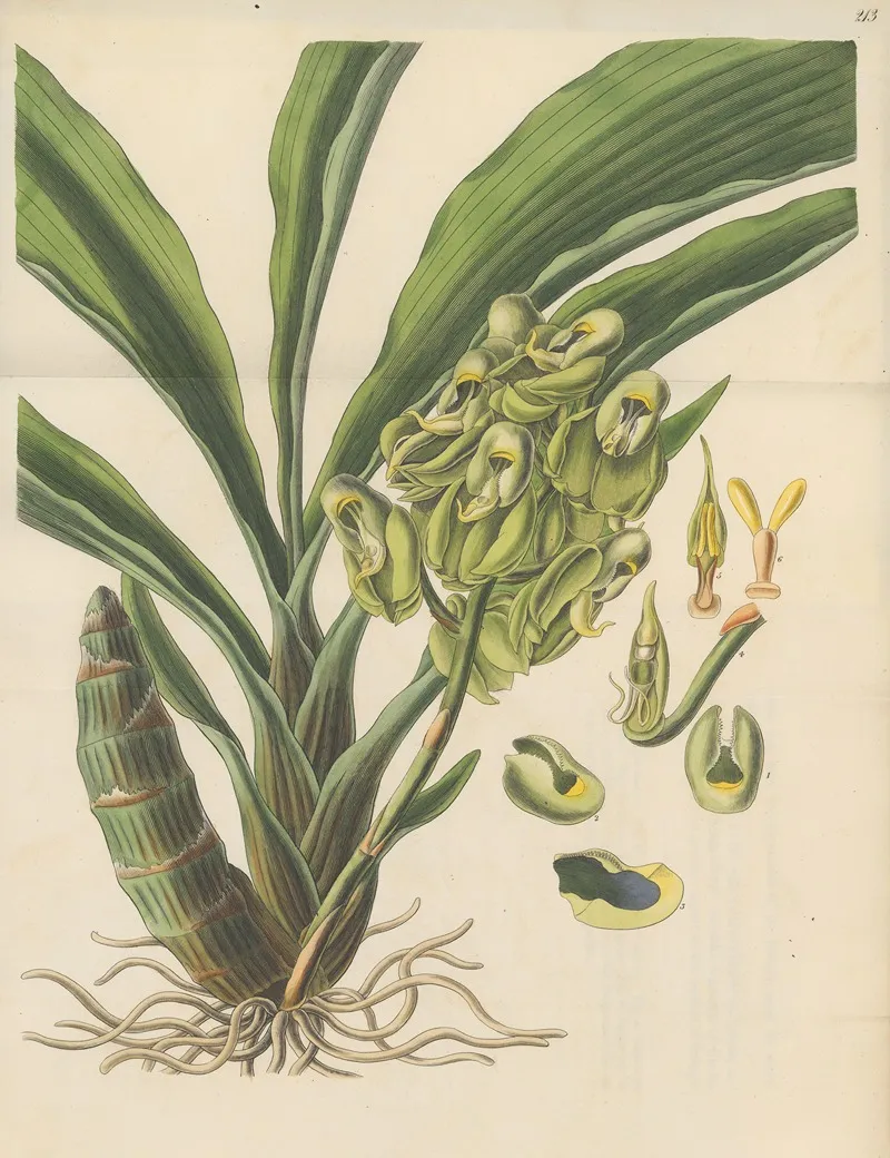 Catasetum Semiapertum Wall Art by William Jackson Hooker - High-Resolution Digital Print
