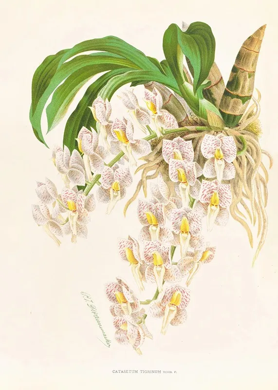 Catasetum Tigrinum Wall Art by Jean Jules Linden - High-Resolution Digital Print