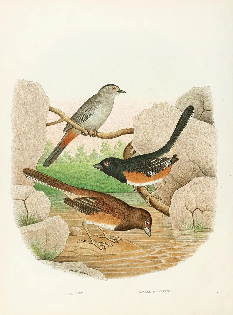 Catbird Towhee Buntings Wall Art by Edwin L. Sheppard - High-Resolution Digital Print