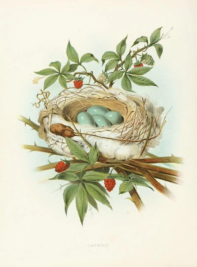 Catbird Wall Art by Edwin L. Sheppard - High-Resolution Digital Print