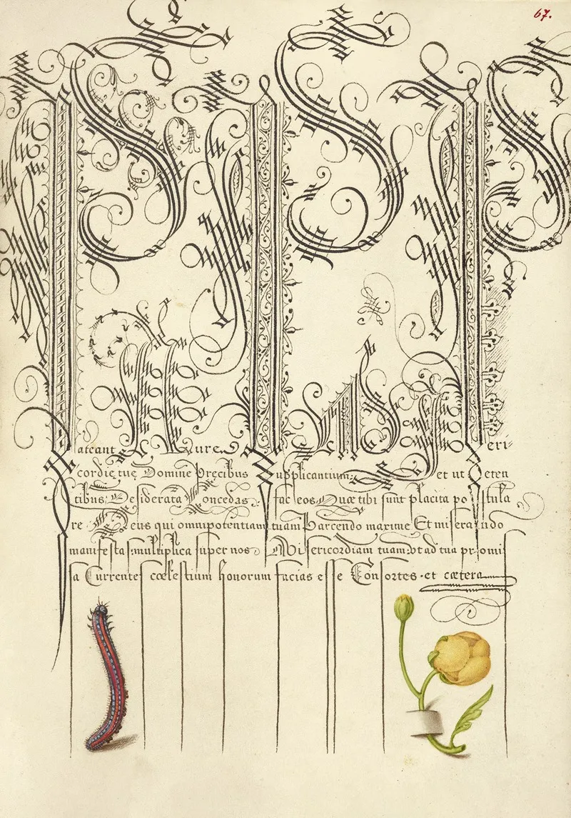 Caterpillar And Globeflower