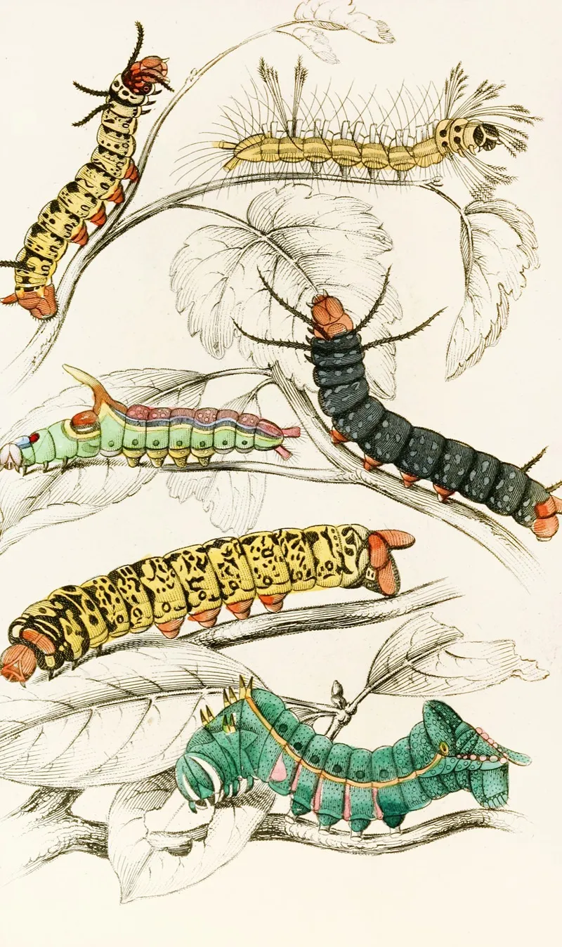Caterpillar Of Erythrinae Molina Nesia Netrix Wall Art by James Duncan - High-Resolution Digital Print