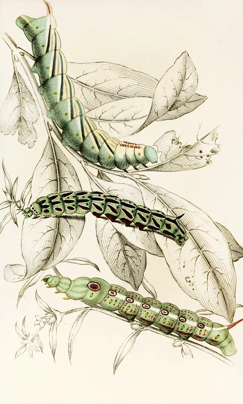 Caterpillar Of Metopsilus Tersa Sphinx Chionanthi Sphinx Gaurae Wall Art by James Duncan - High-Resolution Digital Print