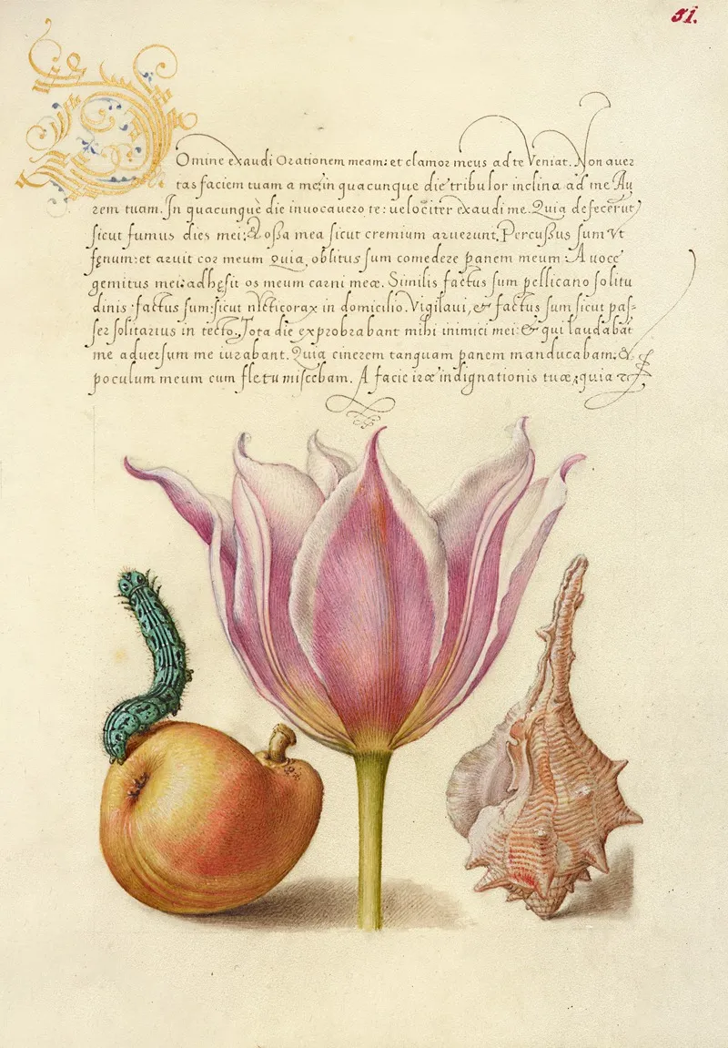 Caterpillar Pear Tulip And Purple Snail