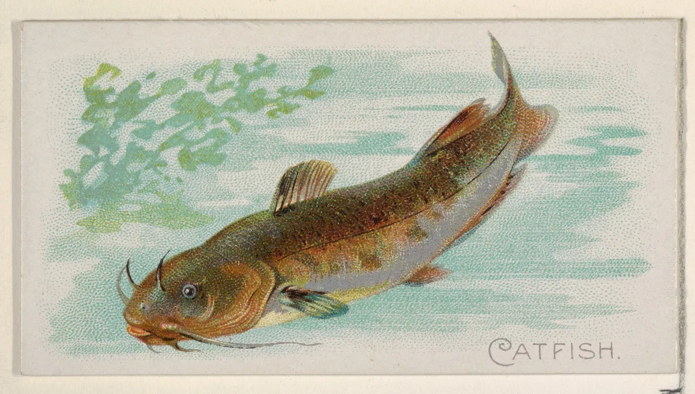 Catfish Wall Art by Allen &amp; Ginter - High-Resolution Digital Print