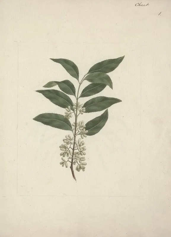 Catha Edulis Forssk Khath