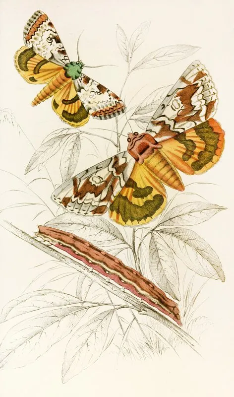 Catochala Neogama Catochala Amesia Wall Art by James Duncan - High-Resolution Digital Print