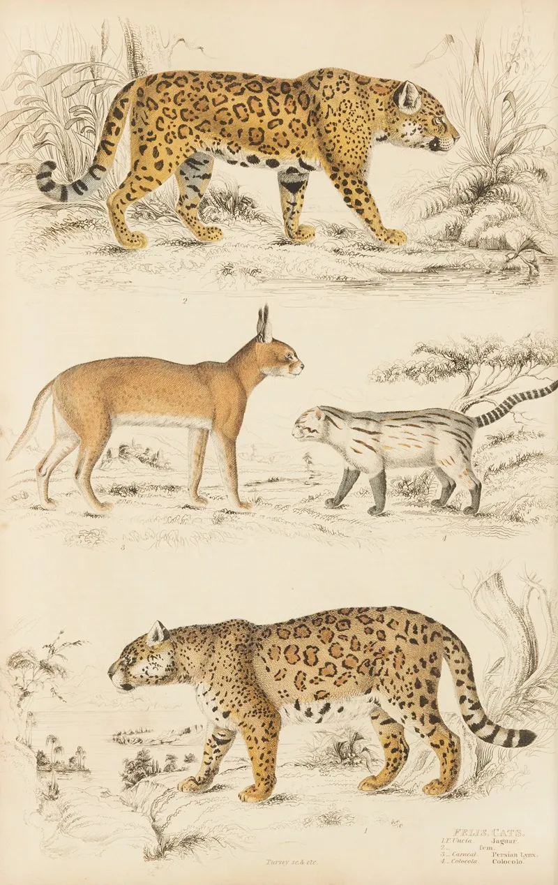 Cats 7 Wall Art by William MacGillivray - High-Resolution Digital Print