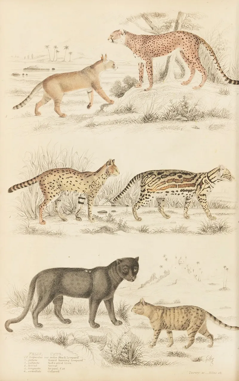 Cats 8 Wall Art by William MacGillivray - High-Resolution Digital Print
