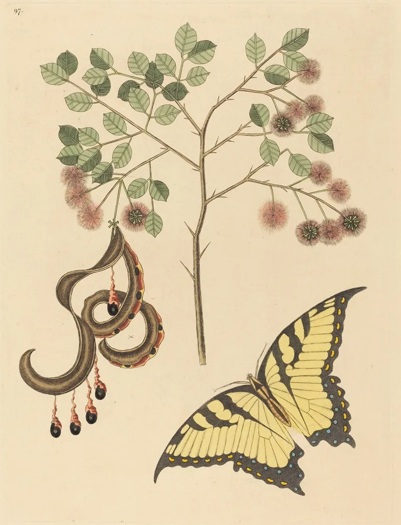 Cats Claw Mimosa Circinalis Wall Art by Mark Catesby - High-Resolution Digital Print