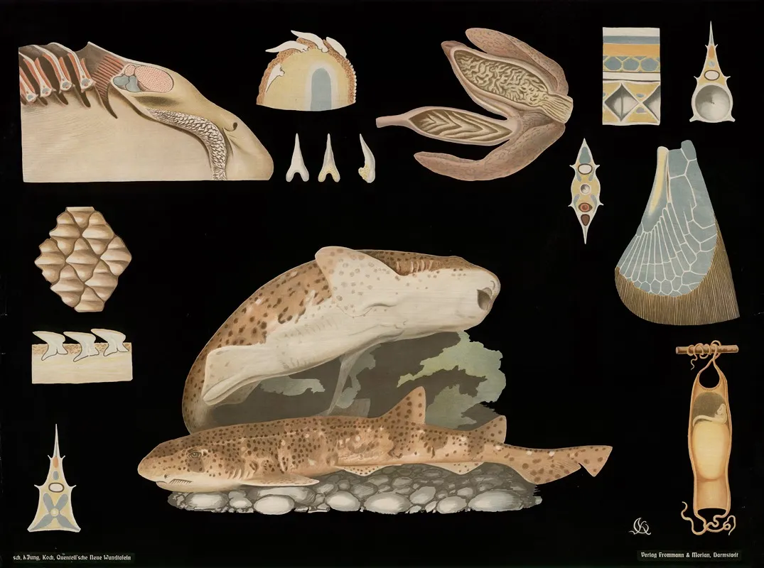 Catshark Scyllium Catulus Wall Art by Gottlieb von Koch - High-Resolution Digital Print