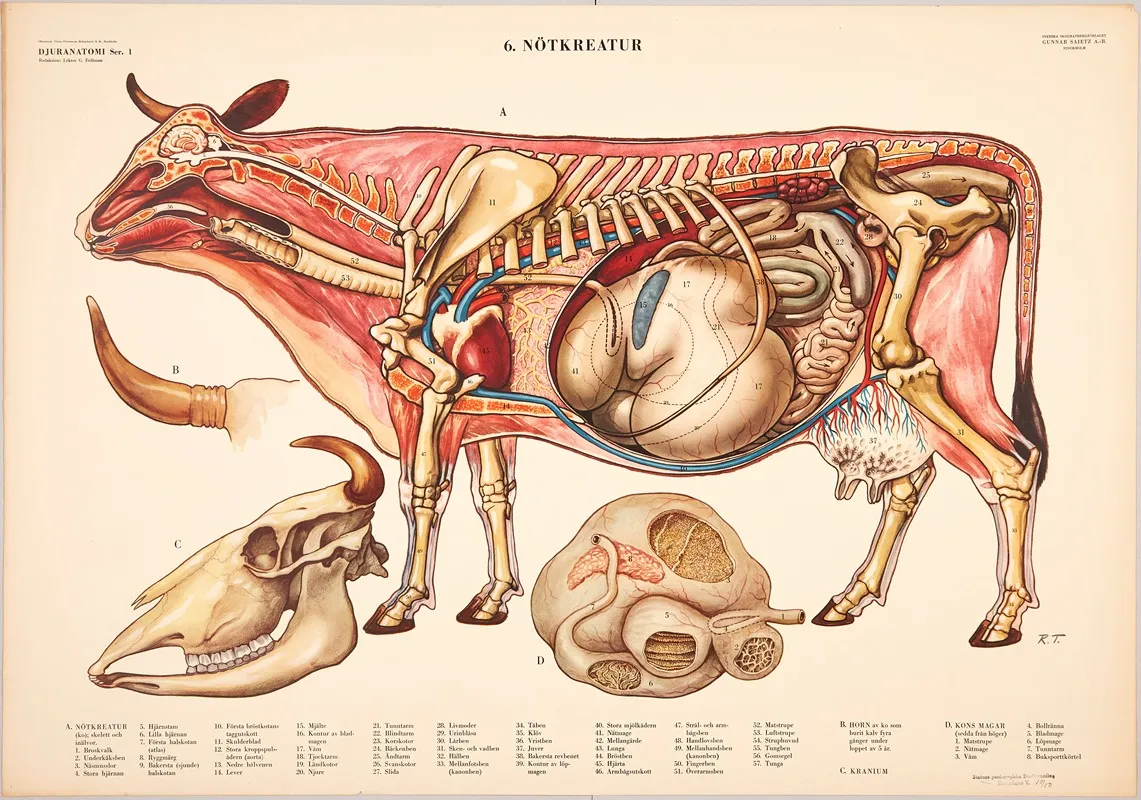 Cattle 5 Wall Art by Svenska Skolmaterielförlaget Gunnar Saiåtz A-B - High-Resolution Digital Print