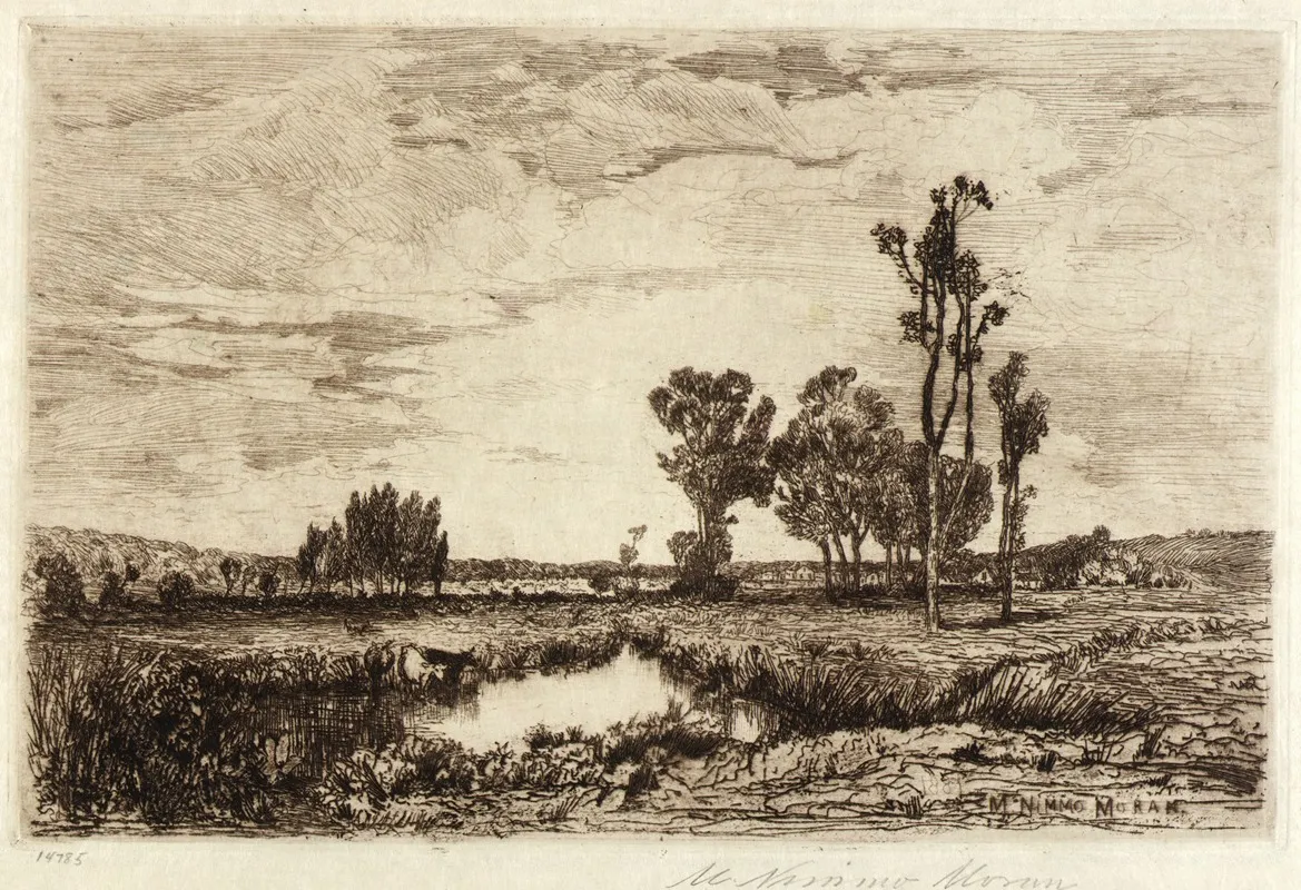 Cattle In A Pond