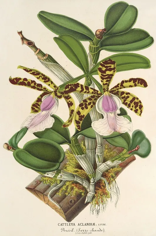 Cattleya Aclandiae Wall Art by Charles Antoine Lemaire - High-Resolution Digital Print
