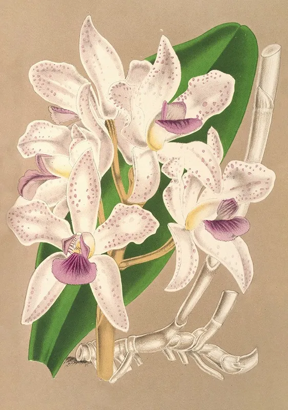 Cattleya Amethystoglossa Wall Art by Charles Antoine Lemaire - High-Resolution Digital Print