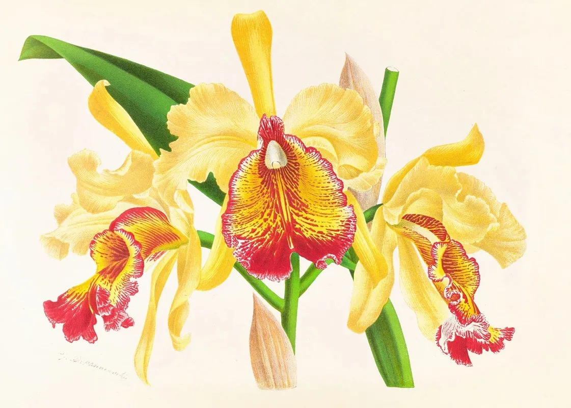 Cattleya Aurea Wall Art by Jean Jules Linden - High-Resolution Digital Print