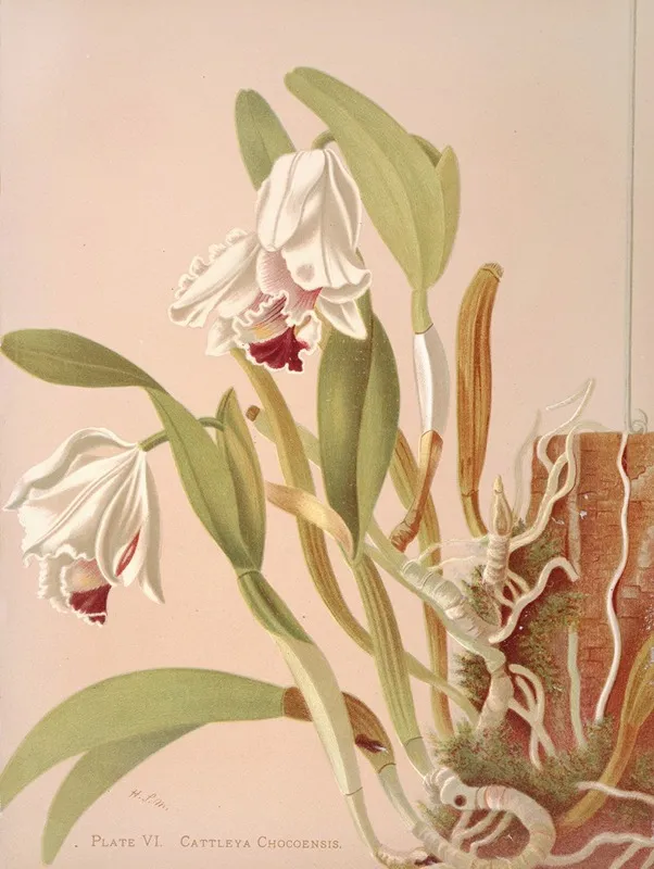Cattleya Chocoensis Wall Art by Harriet Stewart Miner - High-Resolution Digital Print