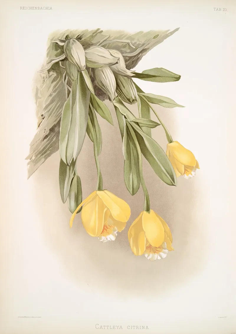Cattleya Citrina Wall Art by Frederick Sander - High-Resolution Digital Print