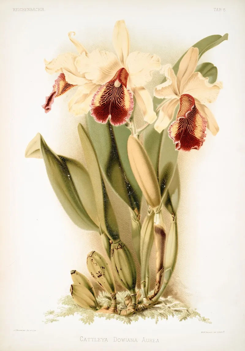 Cattleya Dowiana Aurea Wall Art by Frederick Sander - High-Resolution Digital Print
