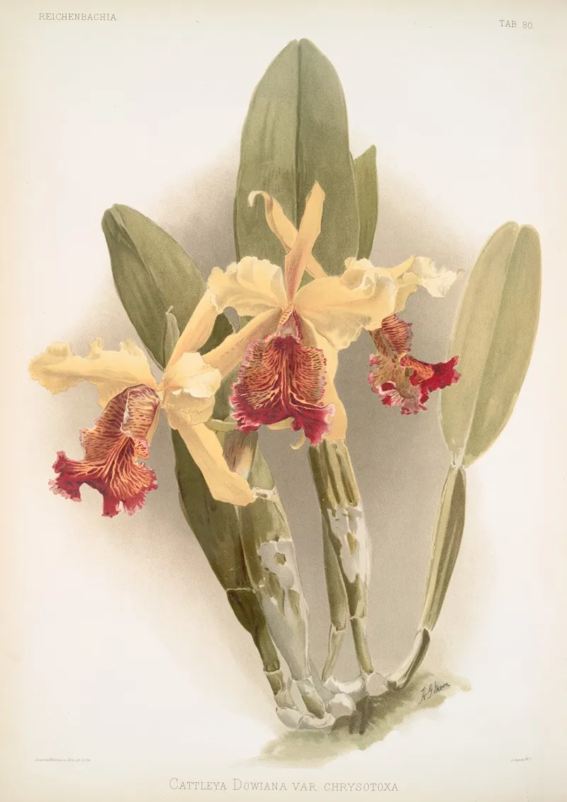 Cattleya Dowiana Var Chrysotoxa Wall Art by Frederick Sander - High-Resolution Digital Print