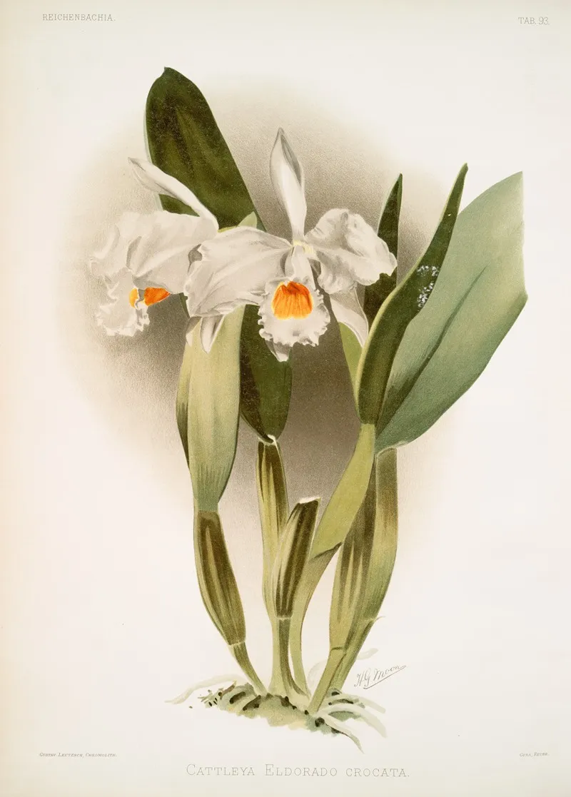 Cattleya Eldorado Crocata Wall Art by Frederick Sander - High-Resolution Digital Print
