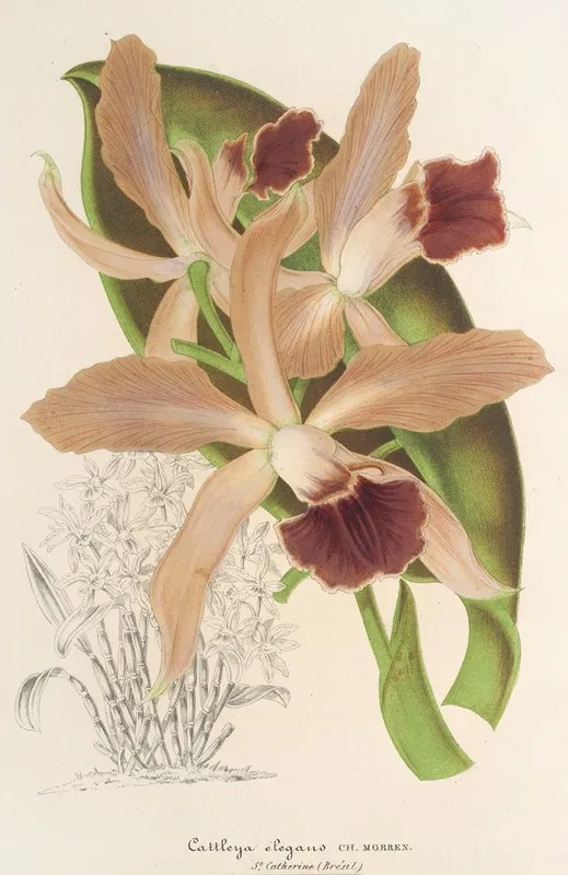 Cattleya Elegans Ch Morren Wall Art by Charles Antoine Lemaire - High-Resolution Digital Print