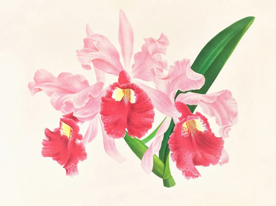 Cattleya Gigas Wall Art by Jean Jules Linden - High-Resolution Digital Print