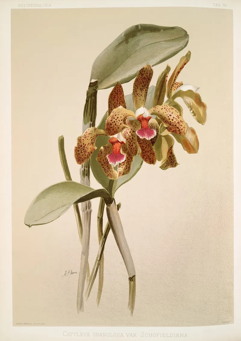 Cattleya Granulosa Var Schofieldiana Wall Art by Frederick Sander - High-Resolution Digital Print