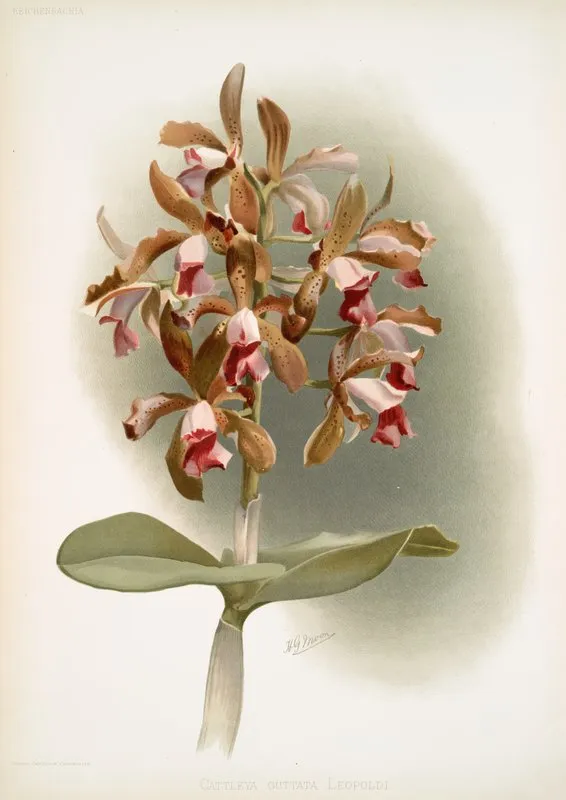 Cattleya Guttata Leopoldi Wall Art by Frederick Sander - High-Resolution Digital Print