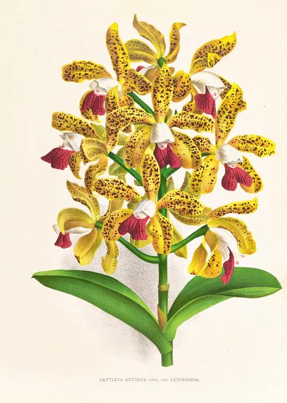 Cattleya Guttata Wall Art by Jean Jules Linden - High-Resolution Digital Print