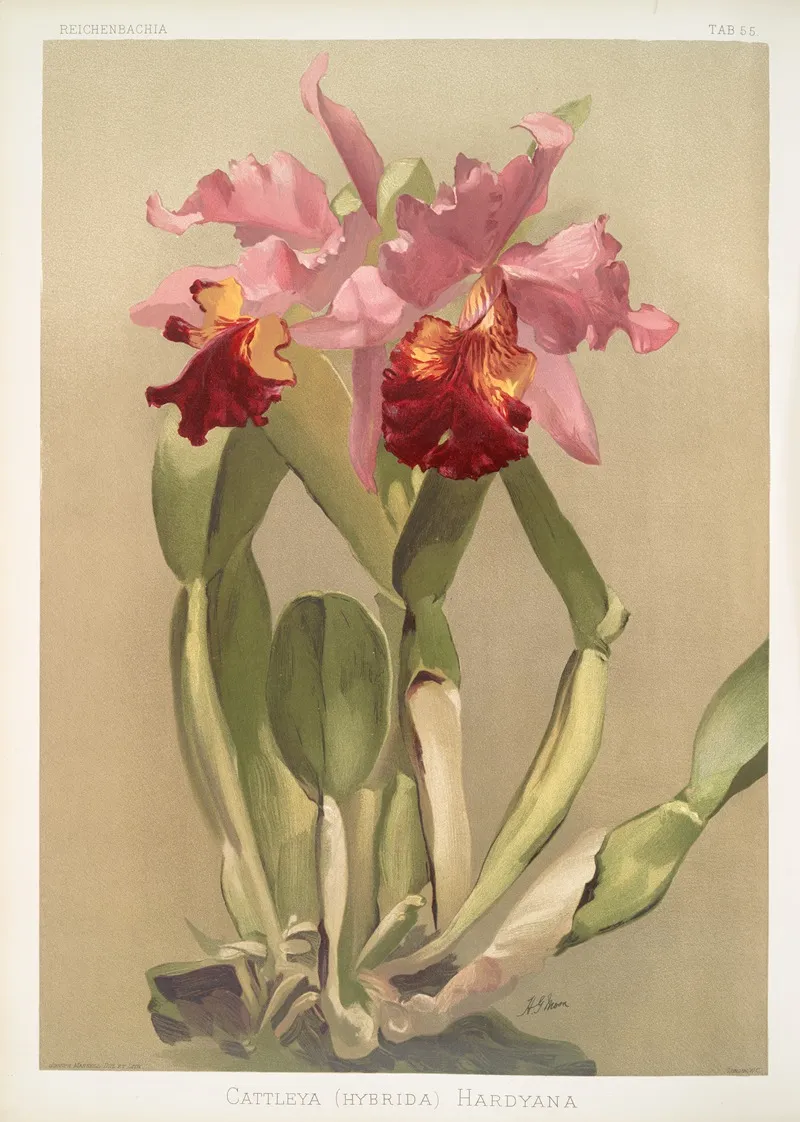 Cattleya Hybrida Hardyana Wall Art by Frederick Sander - High-Resolution Digital Print