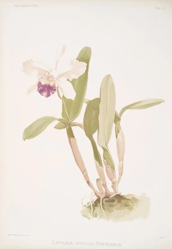 Cattleya Hybrida Parthenia Wall Art by Frederick Sander - High-Resolution Digital Print