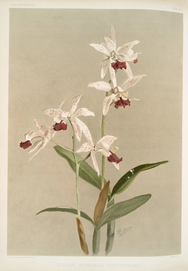 Cattleya Intermedia Punctatissima Wall Art by Frederick Sander - High-Resolution Digital Print