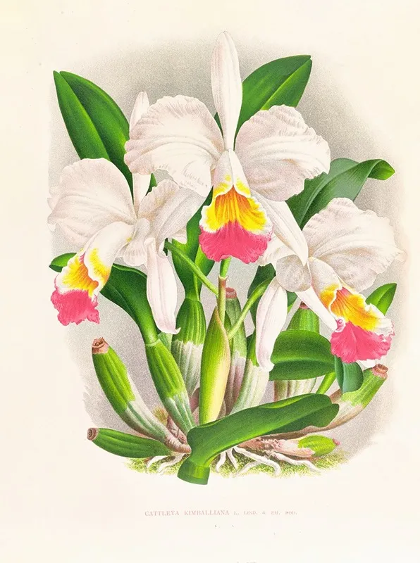 Cattleya Kimballiana Wall Art by Jean Jules Linden - High-Resolution Digital Print