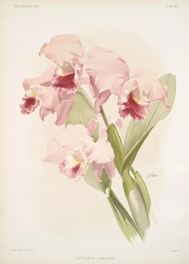 Cattleya Labiata 2 Wall Art by Frederick Sander - High-Resolution Digital Print