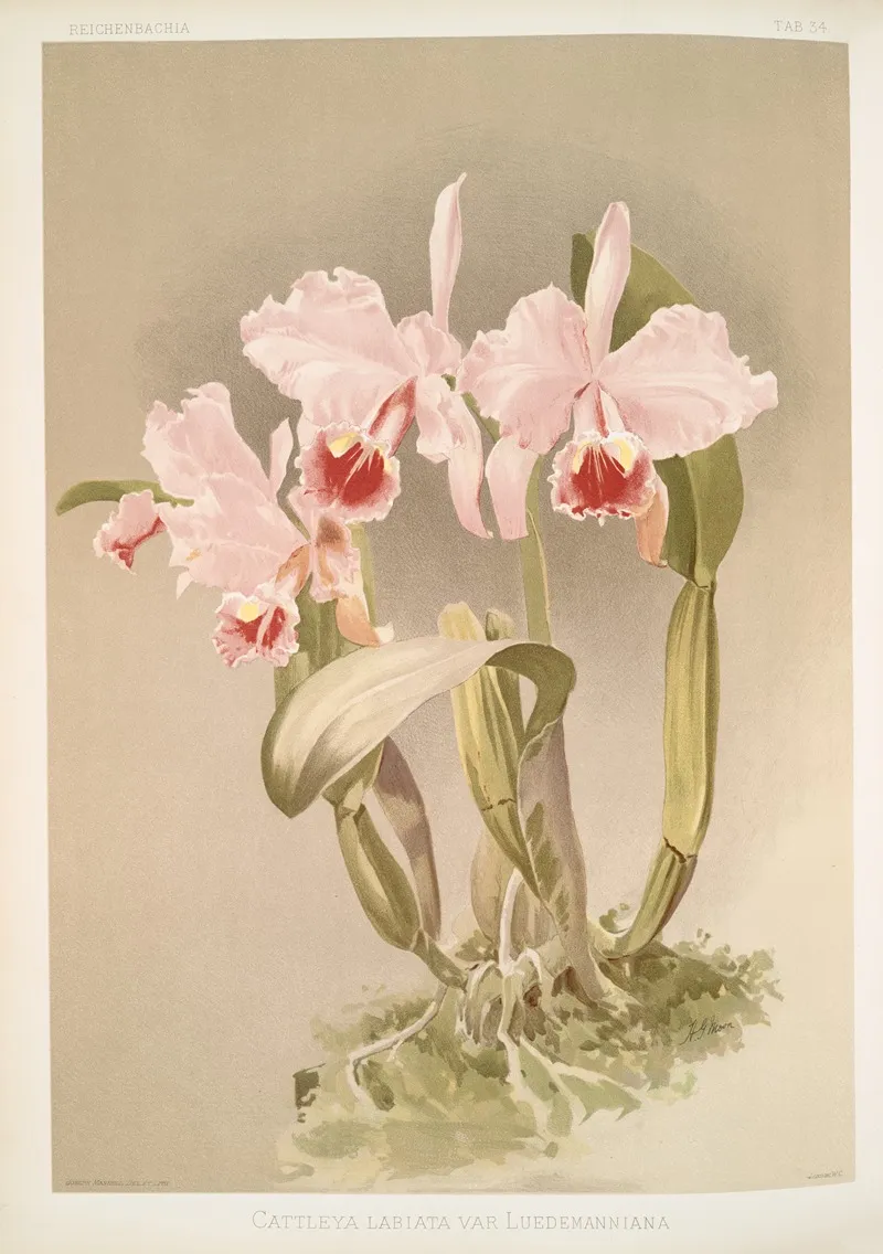 Cattleya Labiata Var Luedemanniana Wall Art by Frederick Sander - High-Resolution Digital Print
