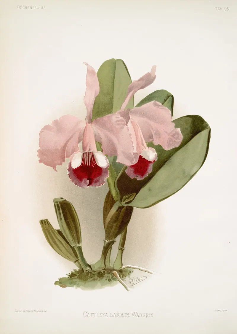 Cattleya Labiata Warneri Wall Art by Frederick Sander - High-Resolution Digital Print