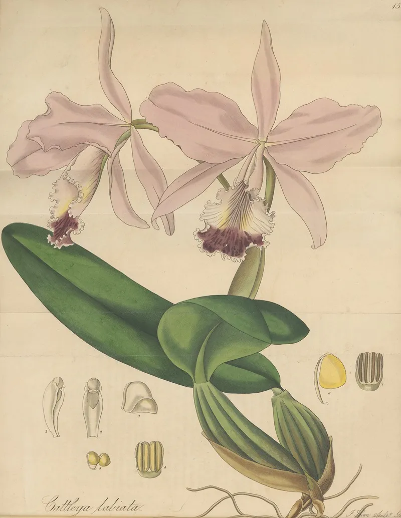 Cattleya Labiata Wall Art by William Jackson Hooker - High-Resolution Digital Print
