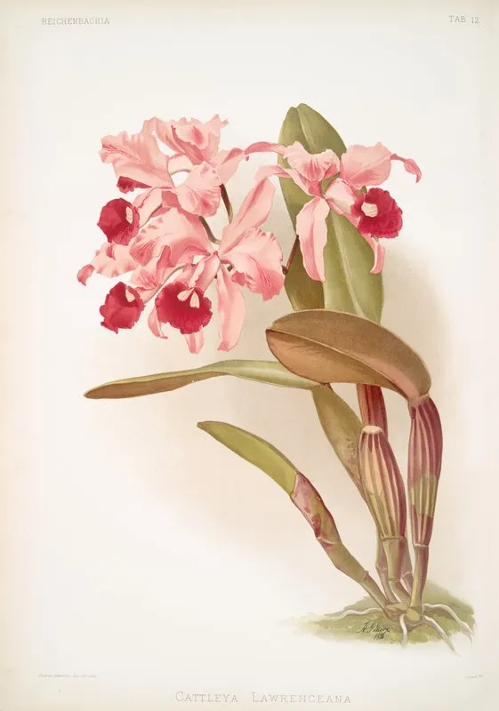 Cattleya Lawrenceana 2 Wall Art by Frederick Sander - High-Resolution Digital Print