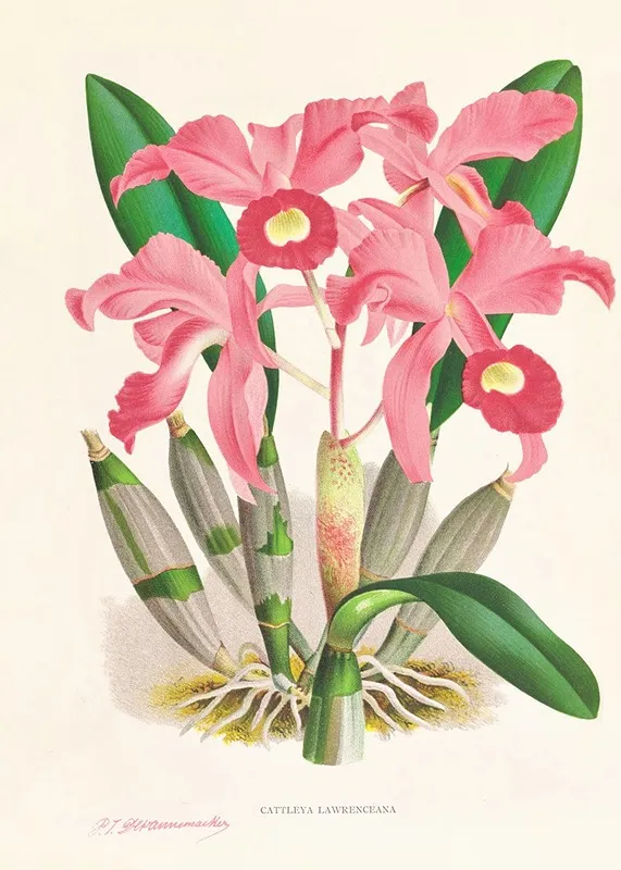Cattleya Lawrenceana Wall Art by Jean Jules Linden - High-Resolution Digital Print