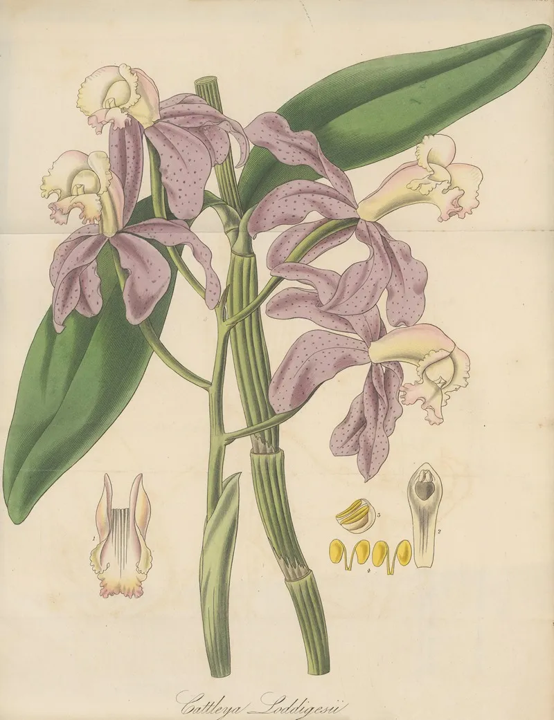 Cattleya Loddigesii 2 Wall Art by William Jackson Hooker - High-Resolution Digital Print