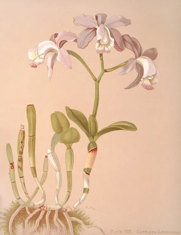 Cattleya Loddigesii Wall Art by Harriet Stewart Miner - High-Resolution Digital Print