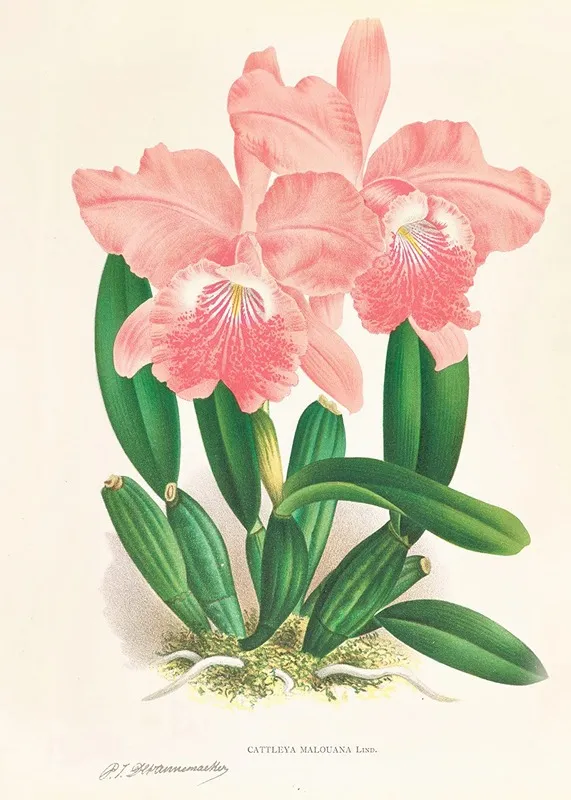 Cattleya Malouana Wall Art by Jean Jules Linden - High-Resolution Digital Print