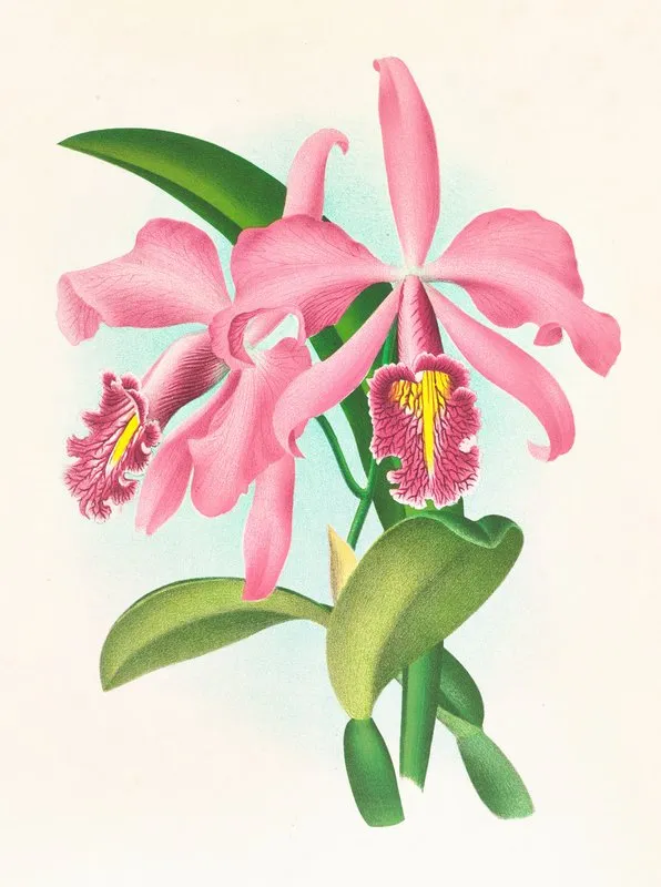 Cattleya Maxima Wall Art by Jean Jules Linden - High-Resolution Digital Print