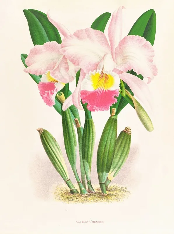 Cattleya Mendeli Wall Art by Jean Jules Linden - High-Resolution Digital Print
