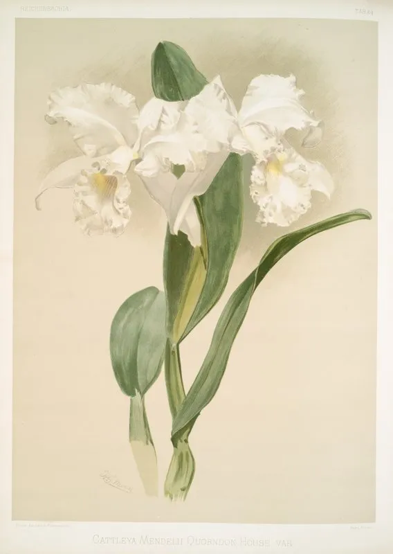 Cattleya Mendelii Quorndon House Var Wall Art by Frederick Sander - High-Resolution Digital Print