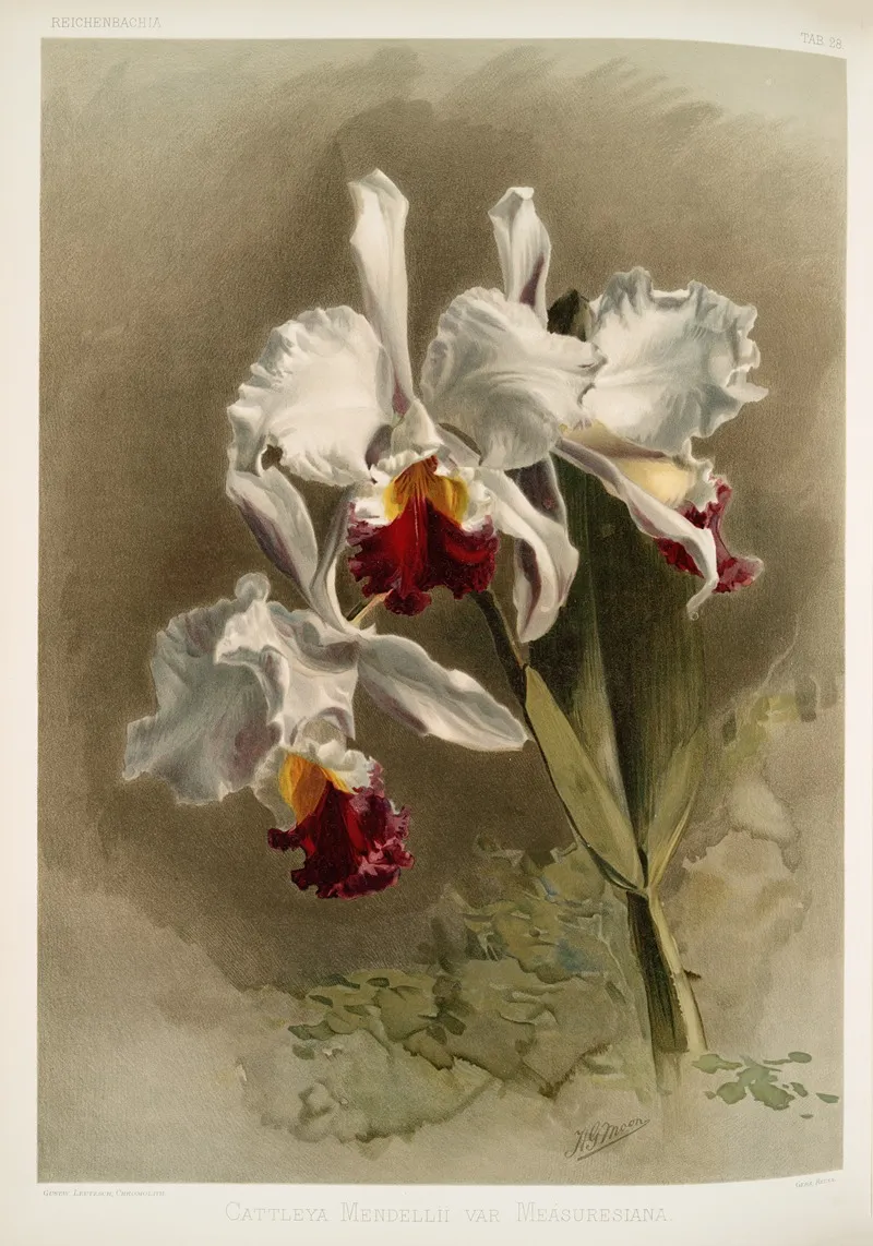 Cattleya Mendellii Var Measuresiana Wall Art by Frederick Sander - High-Resolution Digital Print