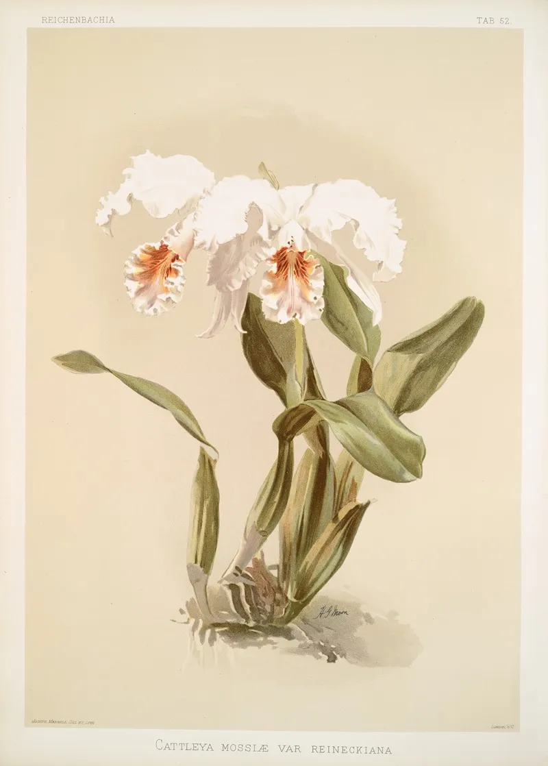 Cattleya Mossiae Var Reineckiana Wall Art by Frederick Sander - High-Resolution Digital Print