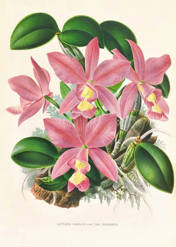 Cattleya Nobilior Wall Art by Jean Jules Linden - High-Resolution Digital Print