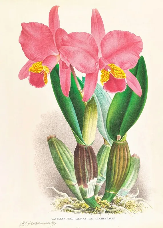 Cattleya Percivaliana Var Reichenbachi Wall Art by Jean Jules Linden - High-Resolution Digital Print
